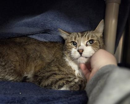 Enlarge JR, a Adoptable mixed breed in Westland, MI image 3/3