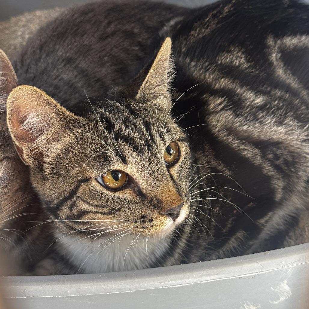 Enlarge Socks (Muffin), a Adoptable Domestic Short Hair in Carlin, NV image 1/1