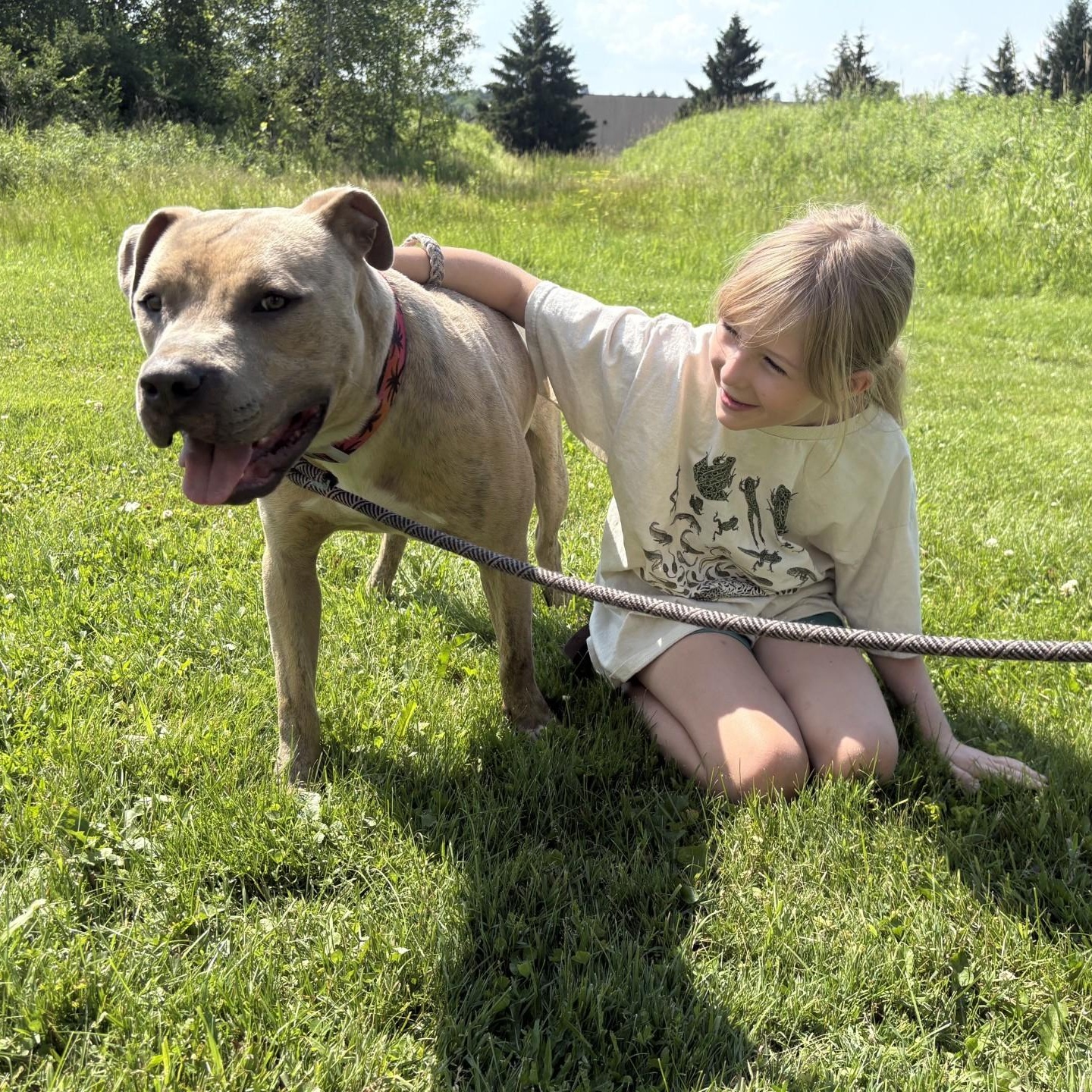 Dwayne the Bark Johnson, a ADOPTABLE mixed breed in Williston, VT image 5/6