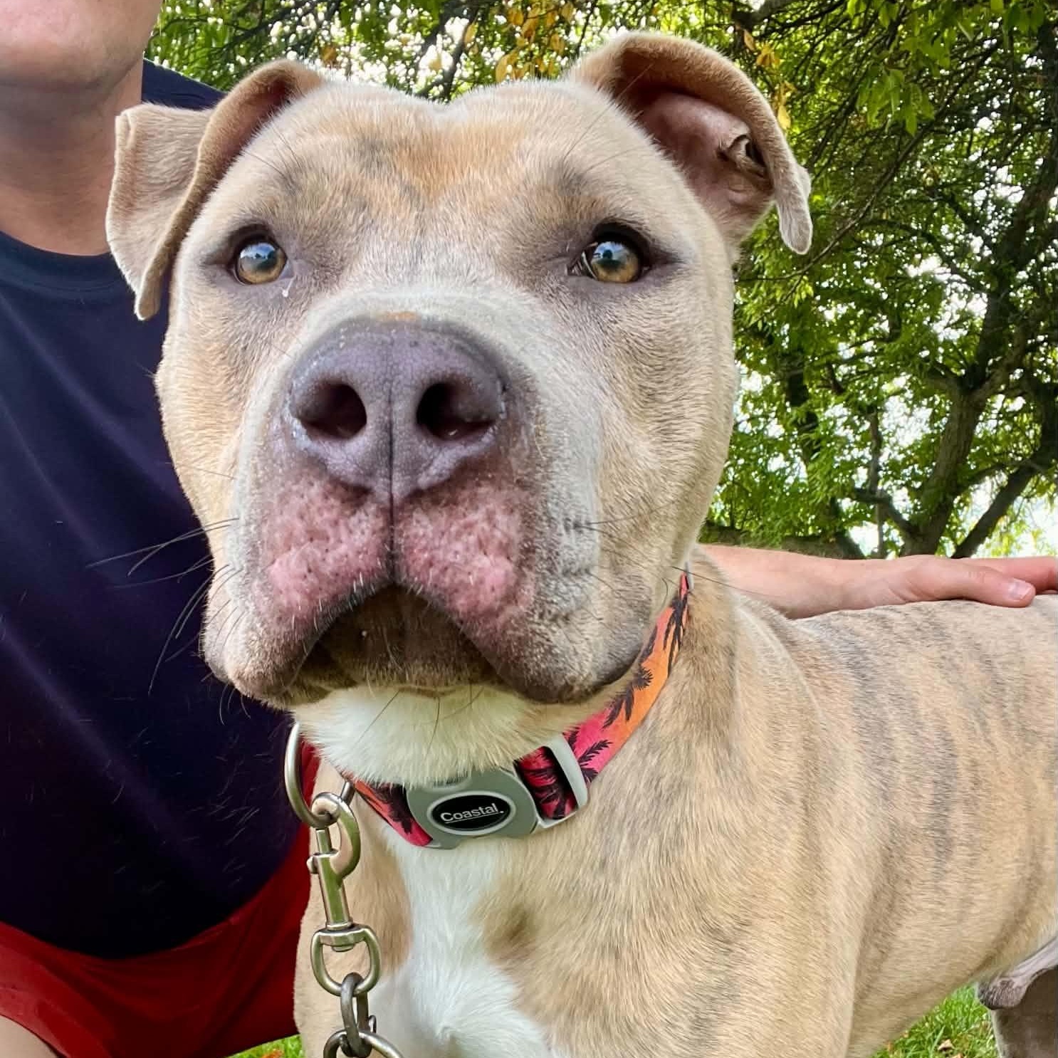 Dwayne the Bark Johnson, a ADOPTABLE mixed breed in Williston, VT image 1/6