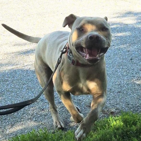 Dwayne the Bark Johnson, a ADOPTABLE mixed breed in Williston, VT image 2/6