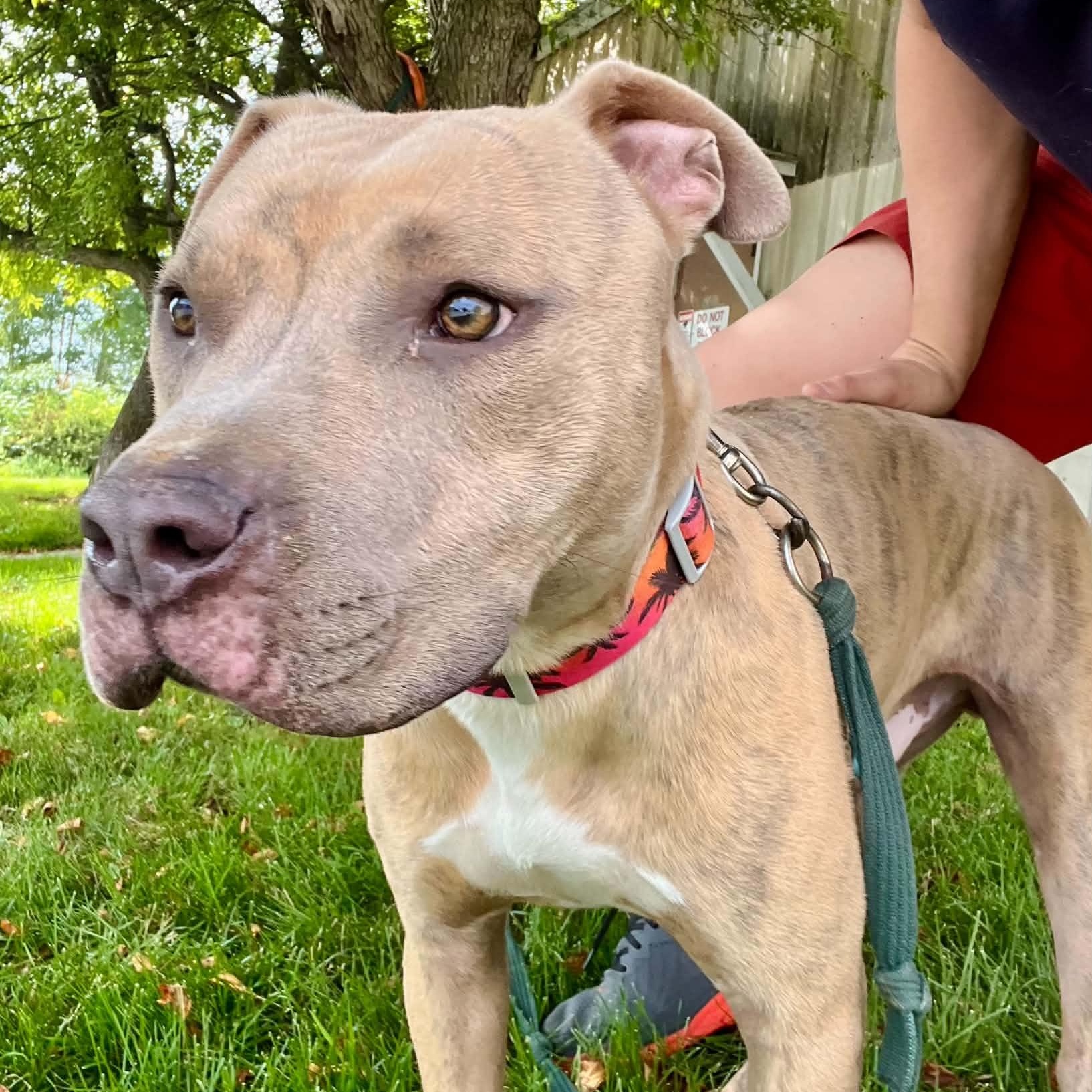 Dwayne the Bark Johnson, a ADOPTABLE mixed breed in Williston, VT image 4/6