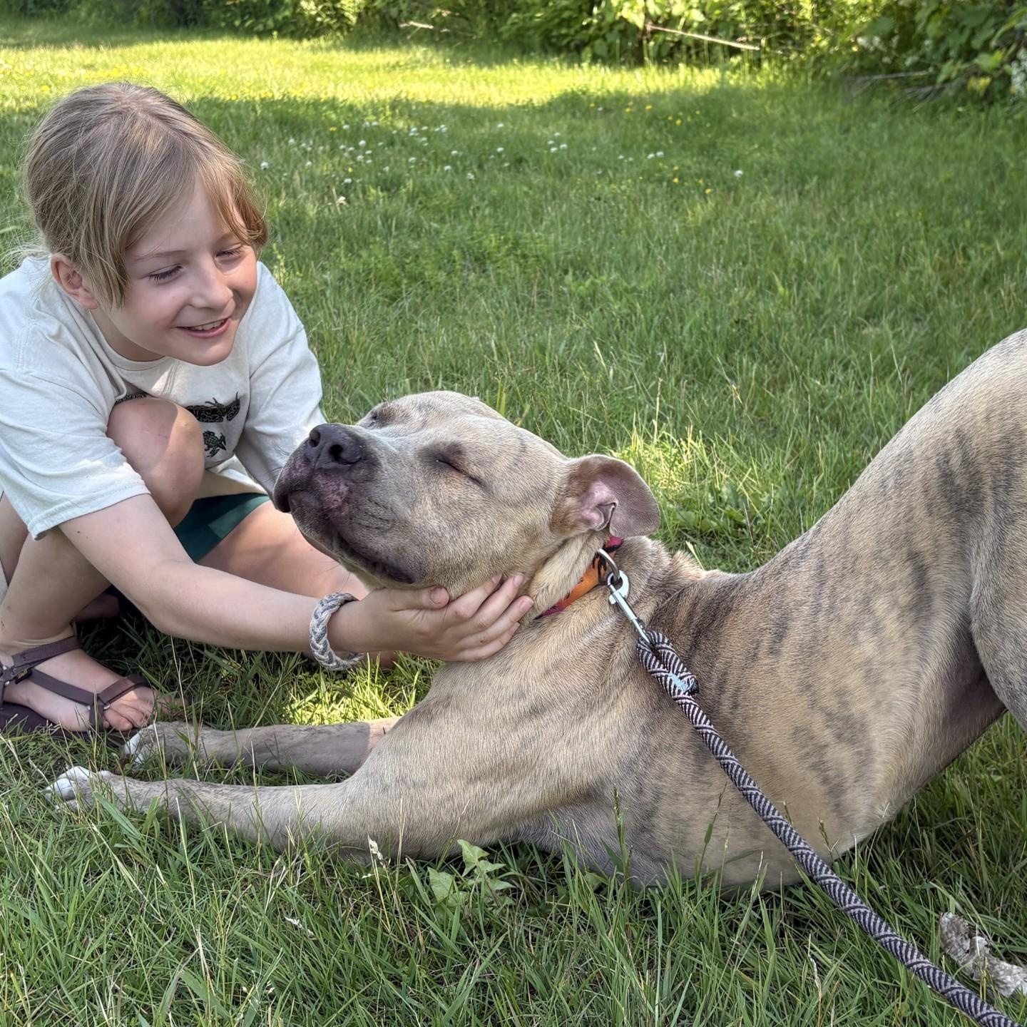 Dwayne the Bark Johnson, a ADOPTABLE mixed breed in Williston, VT image 6/6