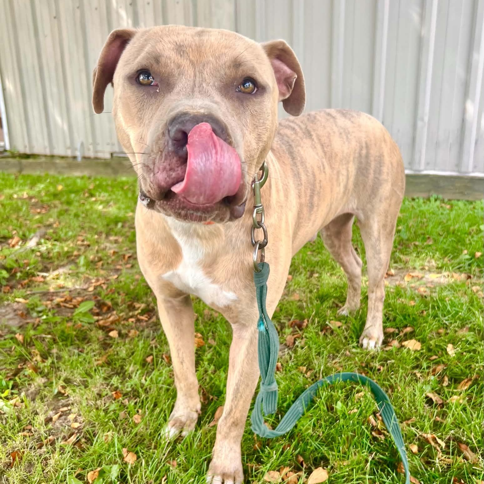 Dwayne the Bark Johnson, a ADOPTABLE mixed breed in Williston, VT image 3/6