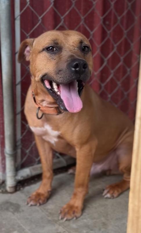 MILES | LONGEST RESIDENT $0 Adopt Fee!, Adoptable, Adult Male Pit Bull Terrier.