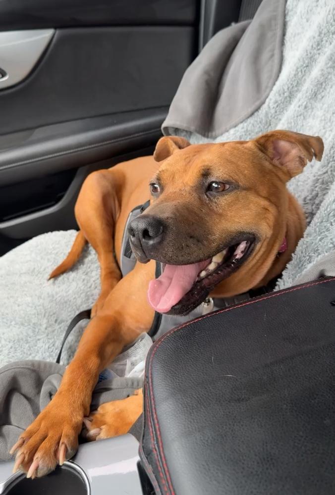 Enlarge MILES | LONGEST RESIDENT $0 Adopt Fee!, a Adoptable mixed breed in Rochester, IN image 2/6