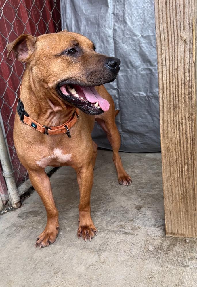 Enlarge MILES | LONGEST RESIDENT $0 Adopt Fee!, a Adoptable mixed breed in Rochester, IN image 4/6