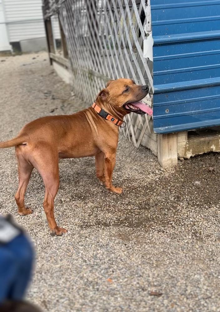 Enlarge MILES | LONGEST RESIDENT $0 Adopt Fee!, a Adoptable mixed breed in Rochester, IN image 5/6