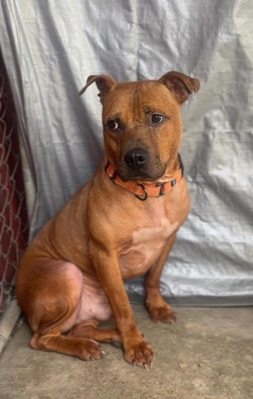 Enlarge MILES | LONGEST RESIDENT $0 Adopt Fee!, a Adoptable mixed breed in Rochester, IN image 6/6