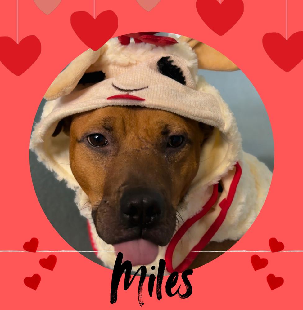 Enlarge MILES | LONGEST RESIDENT $0 Adopt Fee!, a Adoptable mixed breed in Rochester, IN image 6/6