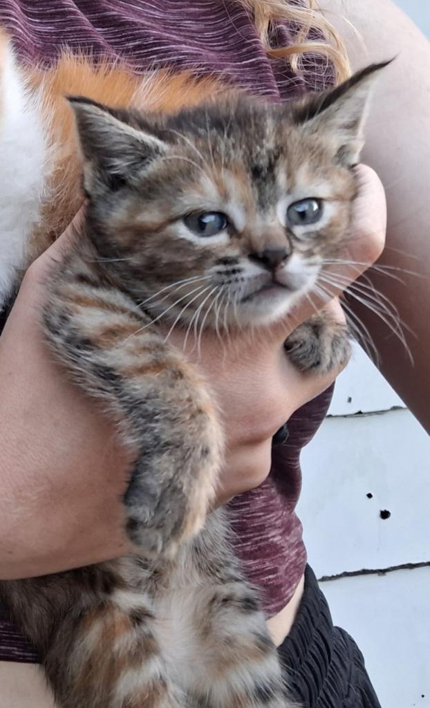 Maple, Adoptable, Kitten Female Domestic Short Hair.