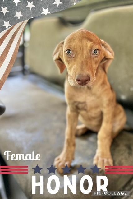Honor, Baby Female Labrador Retriever