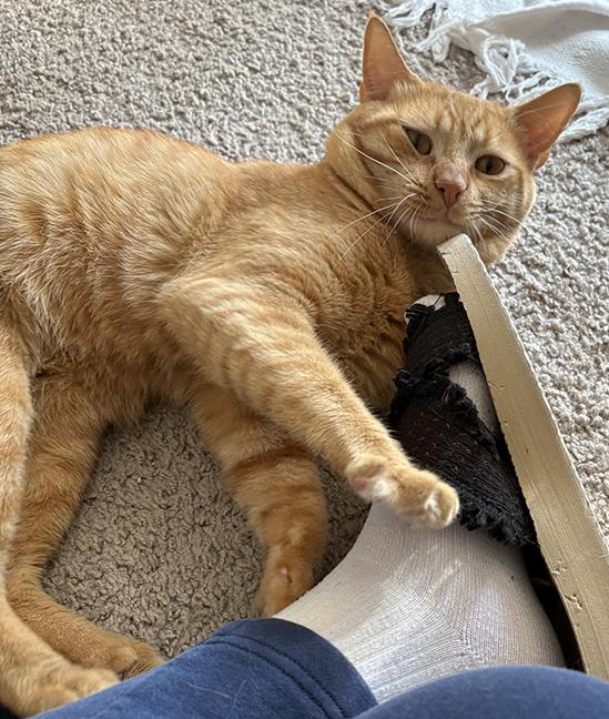 Frankie fiv+
