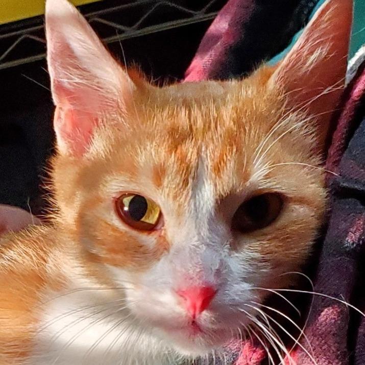 Queenie, a Adoptable Domestic Short Hair in Lake Jackson, TX image 1/6