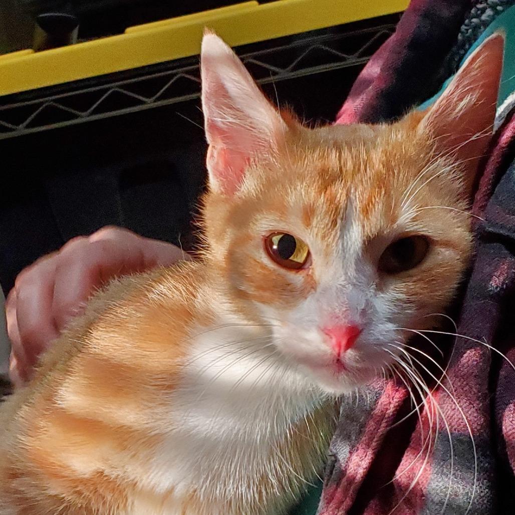 Queenie, a Adoptable Domestic Short Hair in Lake Jackson, TX image 4/6