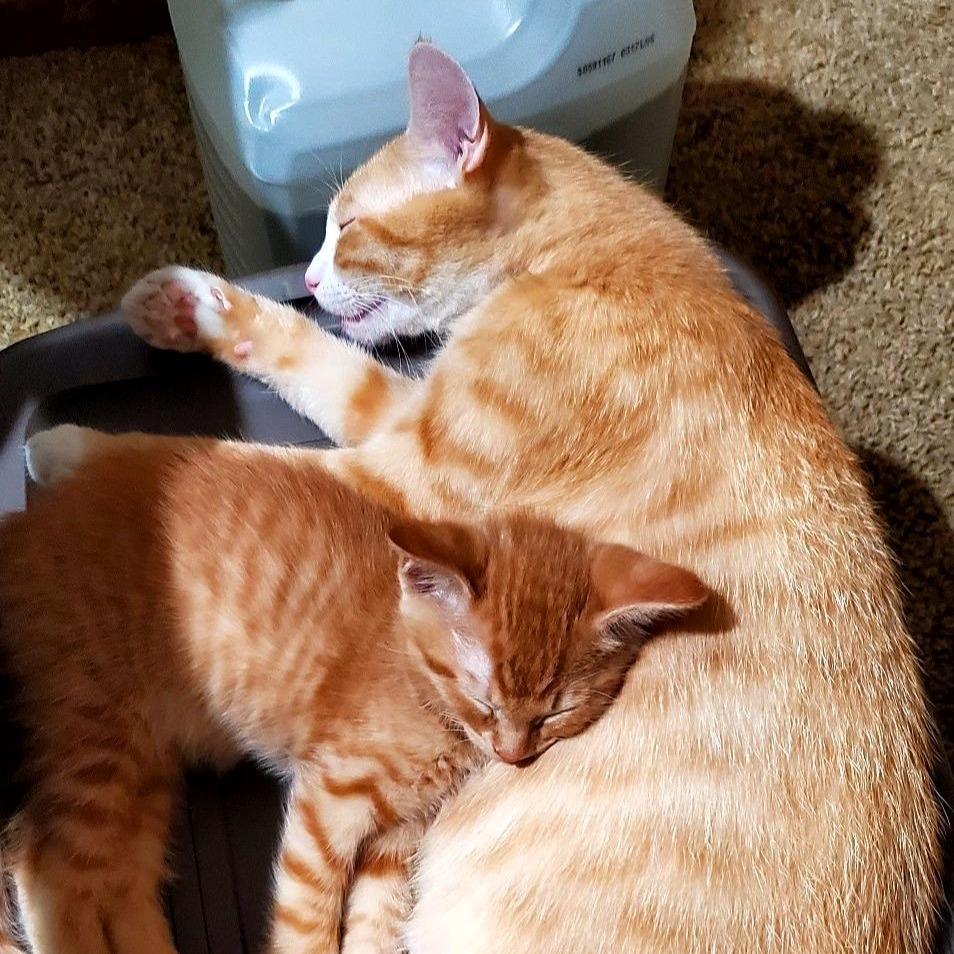 Queenie, a Adoptable Domestic Short Hair in Lake Jackson, TX image 5/6