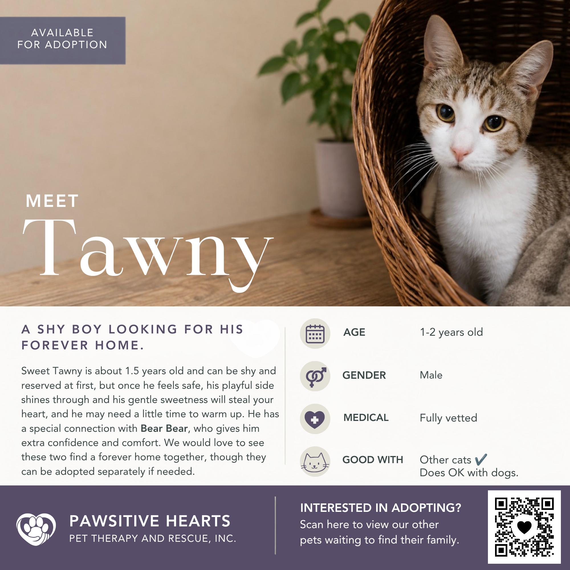 Enlarge Tawny, a Adoptable Domestic Short Hair in Kenhorst, PA image 1/2