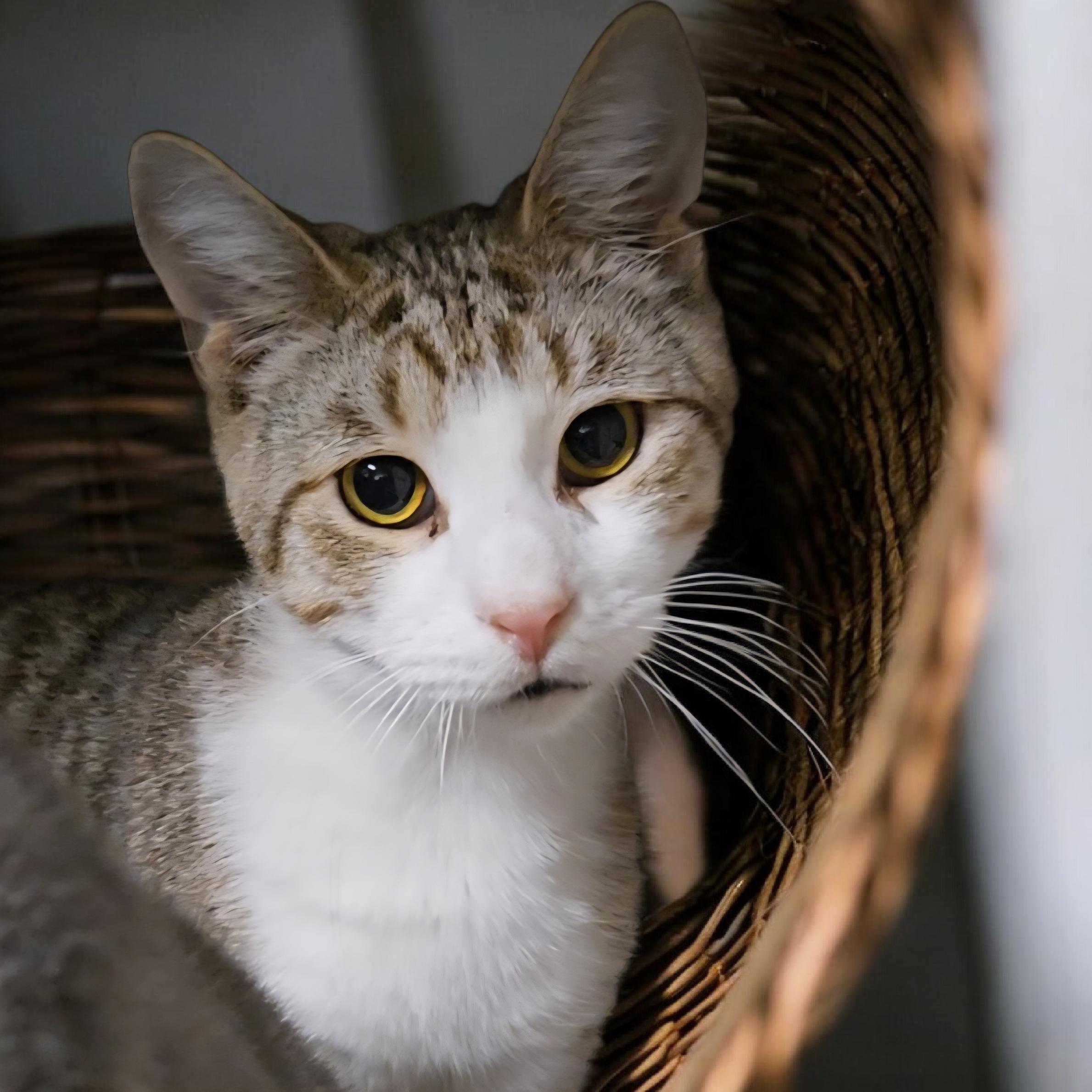 Enlarge Tawny, a Adoptable Domestic Short Hair in Kenhorst, PA image 2/2