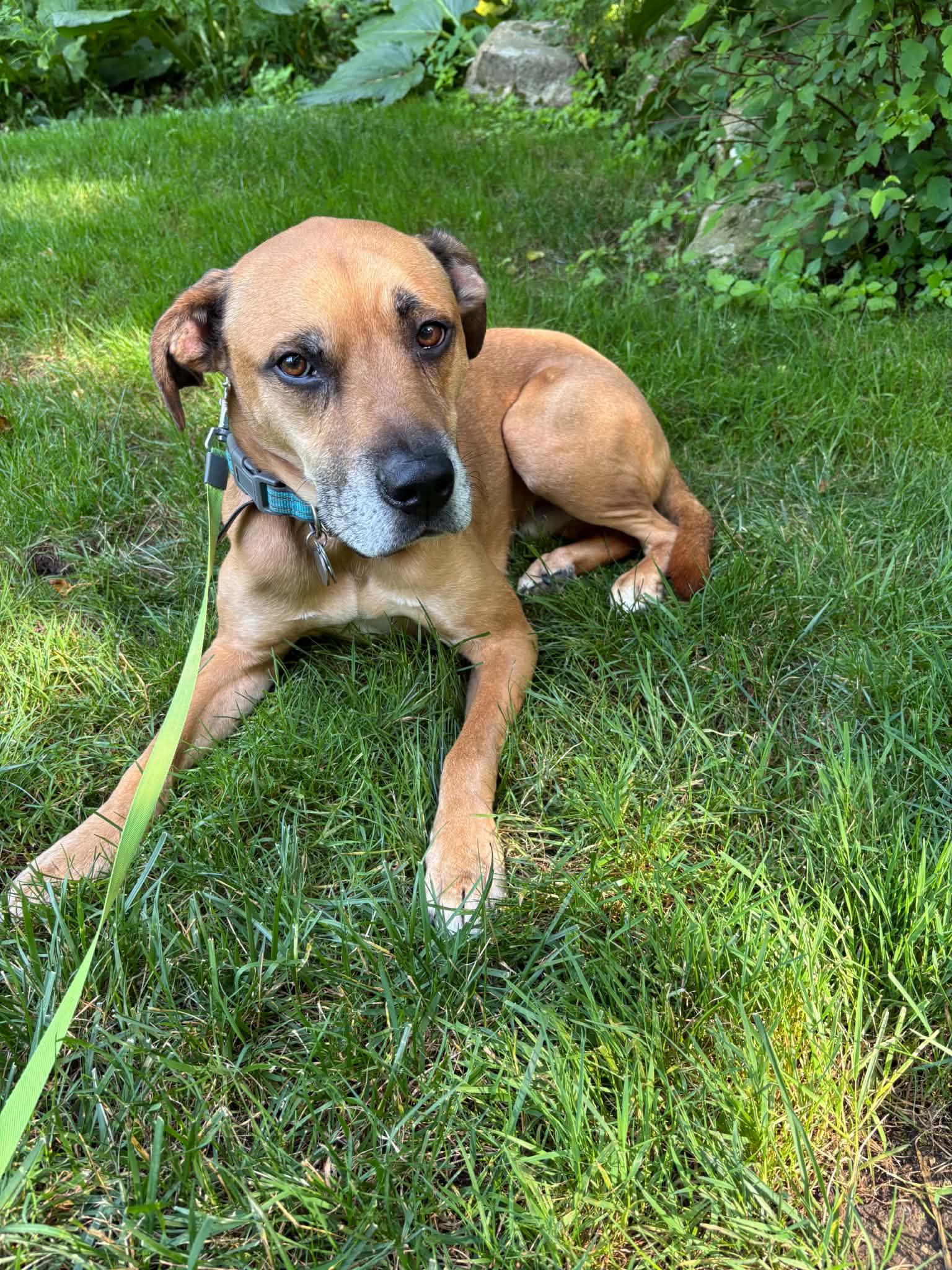 Enlarge Ferguson, a ADOPTABLE mixed breed in Mahwah, NJ image 1/3