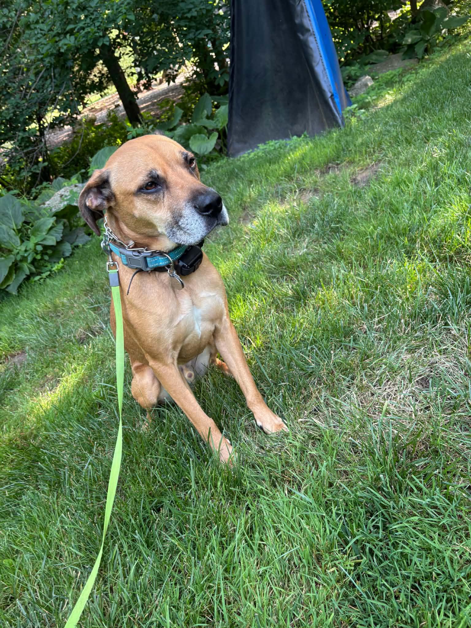 Enlarge Ferguson, a ADOPTABLE mixed breed in Mahwah, NJ image 2/3
