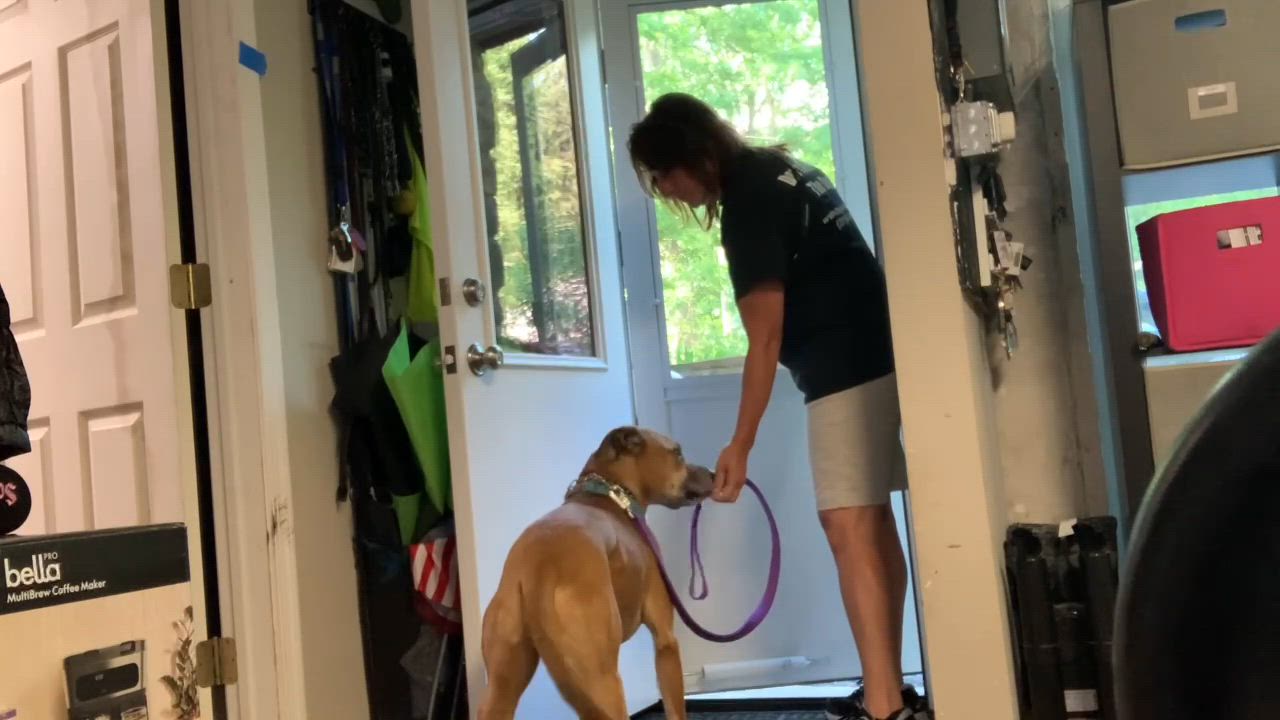 Enlarge Ferguson, a ADOPTABLE mixed breed in Mahwah, NJ video 3/3