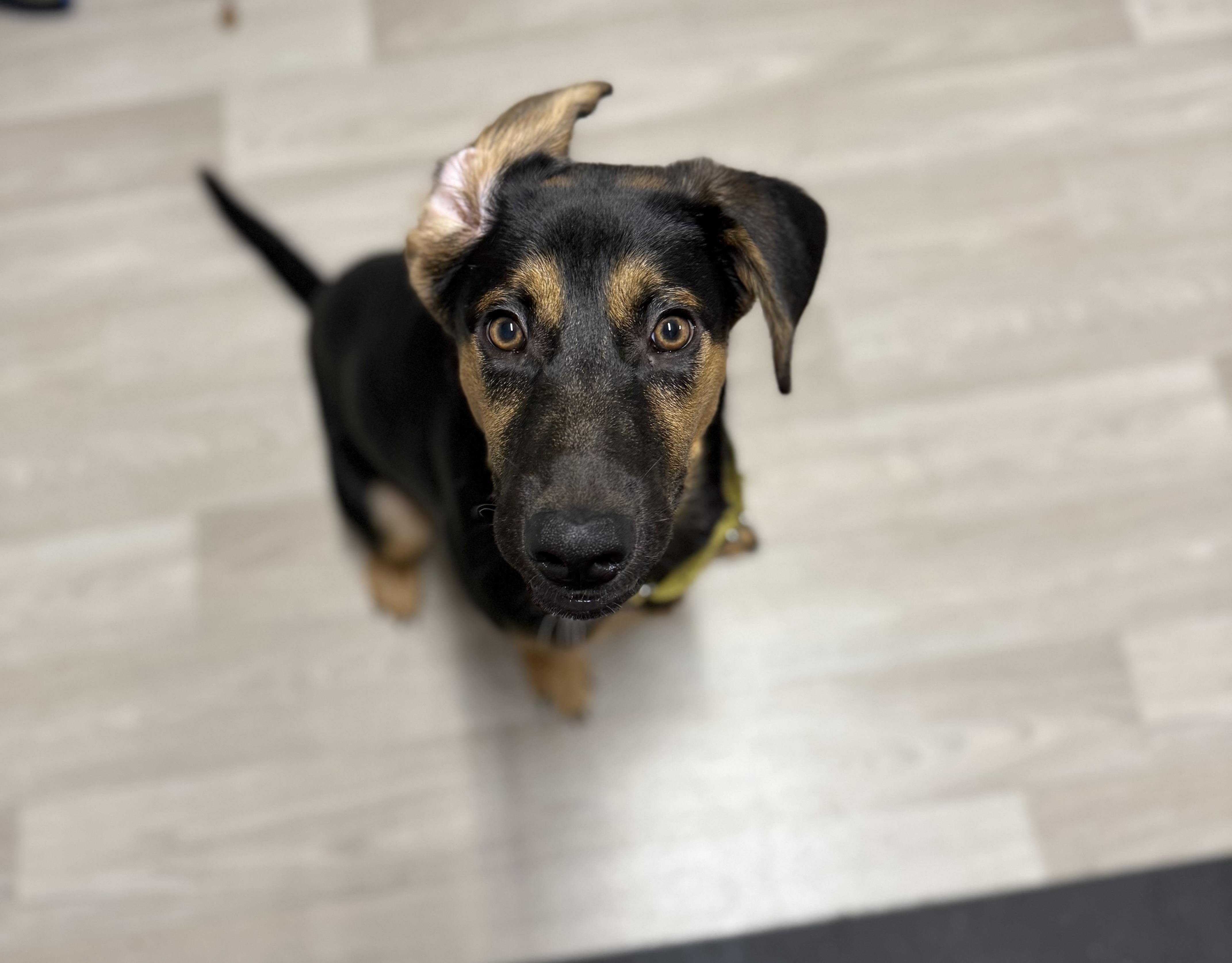 Enlarge Paris, a Adoptable mixed breed in MYRTLE BEACH, SC image 1/1