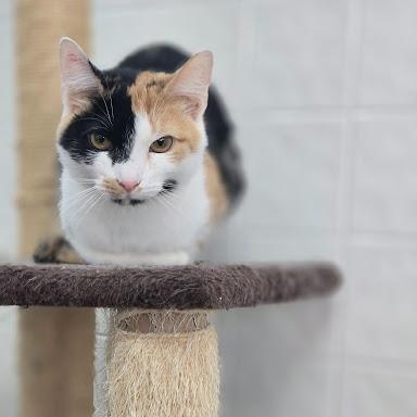 Enlarge Faline, a ADOPTABLE American Shorthair in Danbury, CT image 2/2
