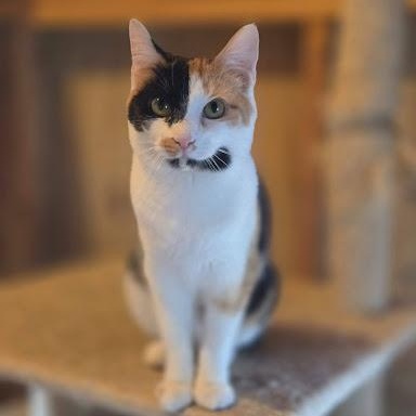 Faline, ADOPTABLE, Young Female American Shorthair.