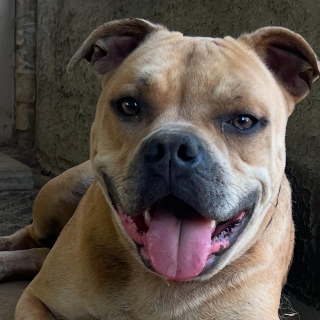 Enlarge Corky , a Adoptable Pit Bull Terrier in Germantown, WI image 1/6