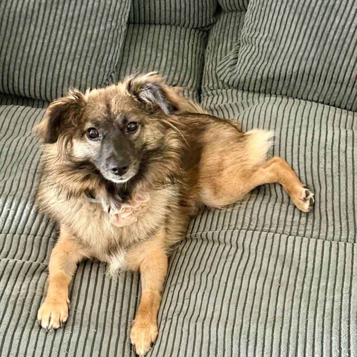 Rosie, a Adoptable mixed breed in Lacona, NY image 1/6