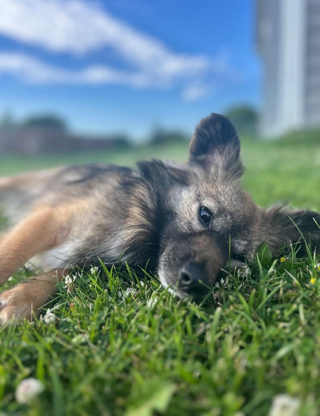 Rosie photo 4