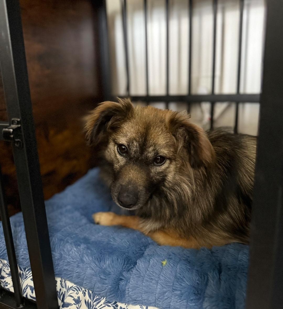 Rosie, a Adoptable mixed breed in Lacona, NY image 3/6