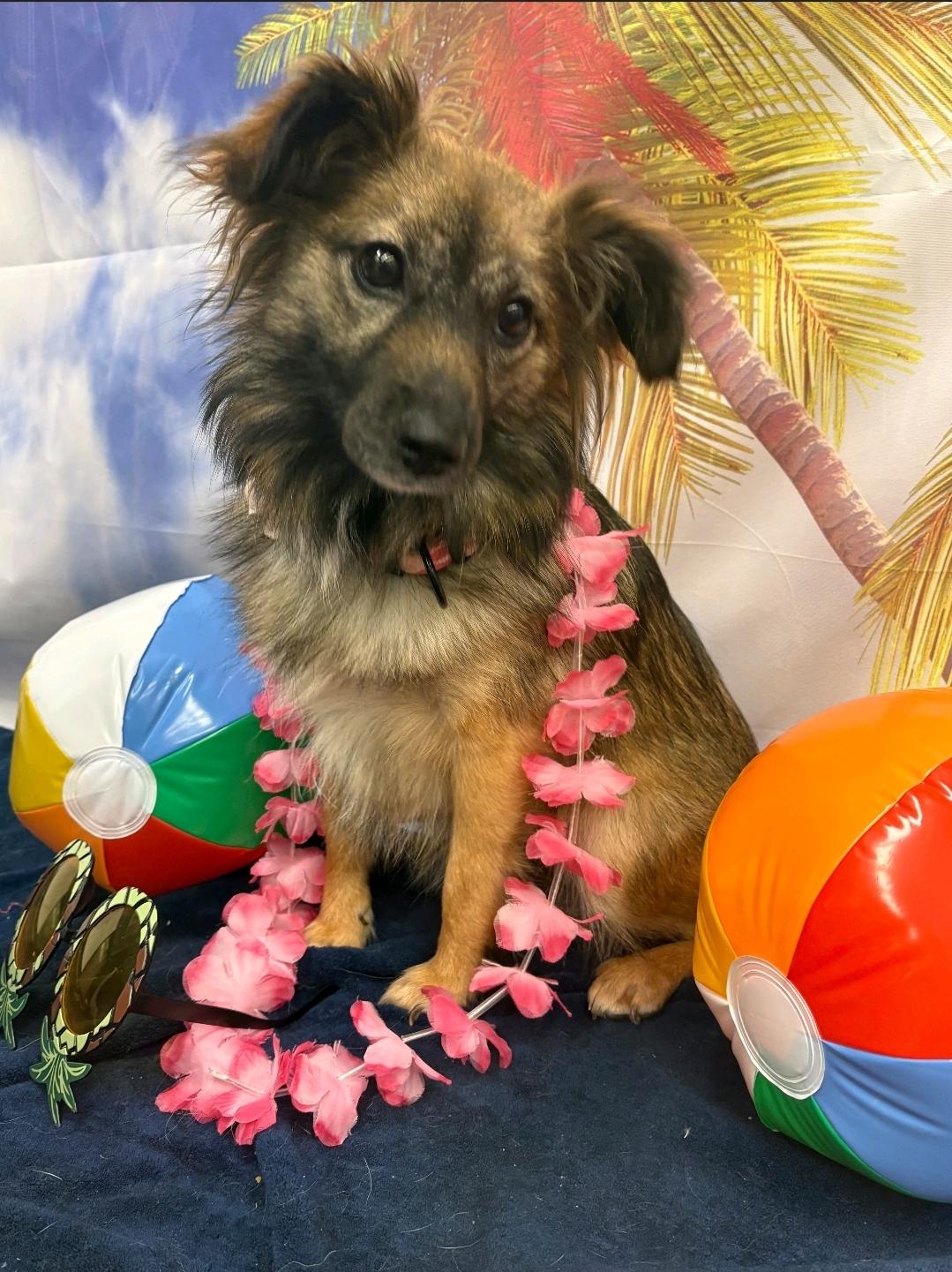 Rosie, a Adoptable mixed breed in Lacona, NY image 5/6