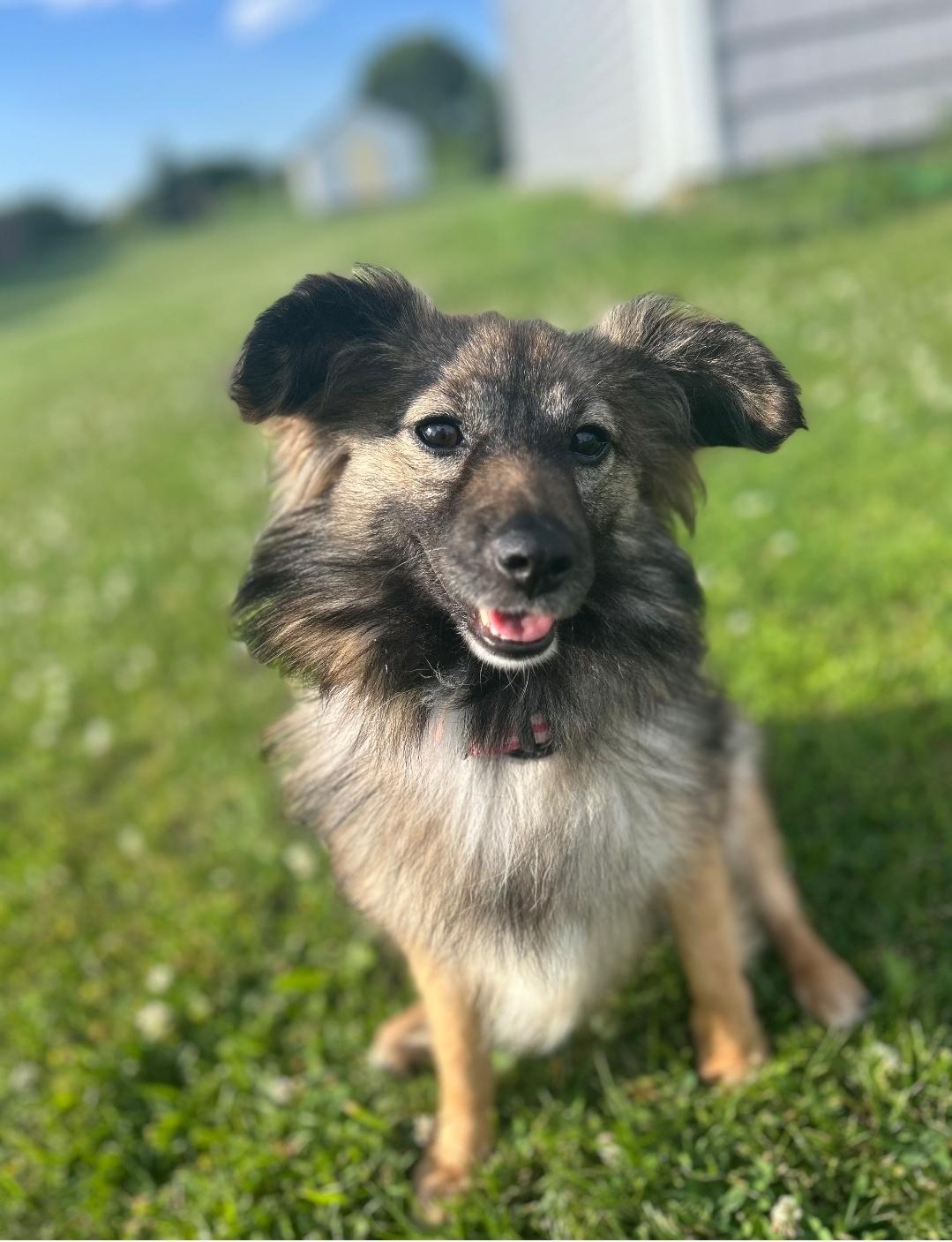Rosie photo 3