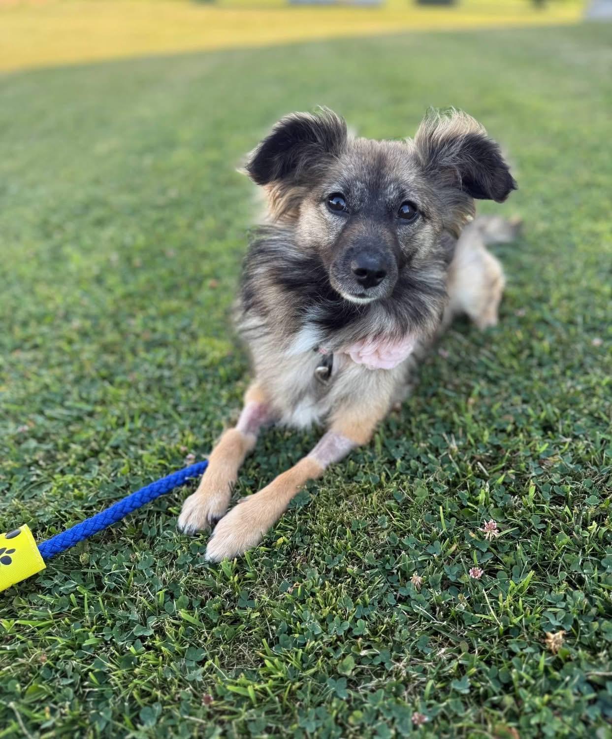 Rosie, a Adoptable mixed breed in Lacona, NY image 6/6