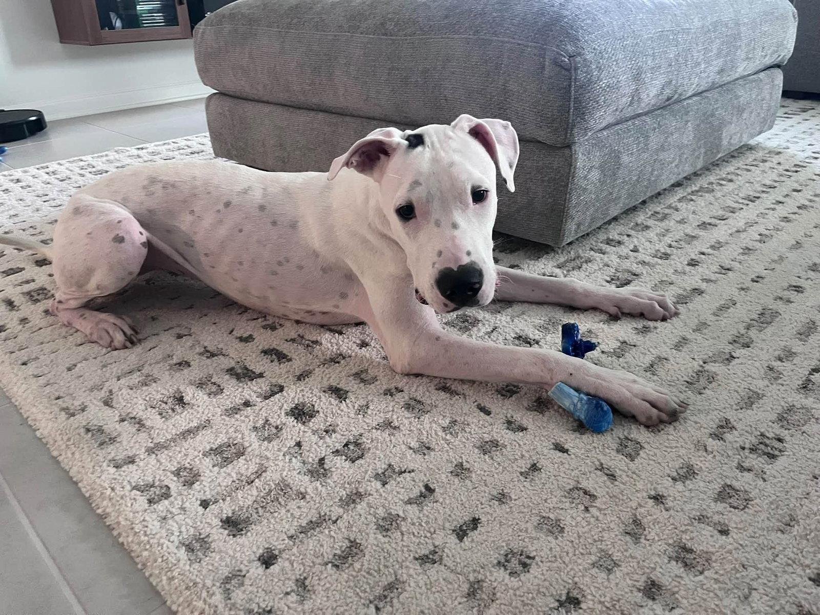 Enlarge Sweet Pea, a Adoptable Mixed Breed in Gainesville, FL image 1/1