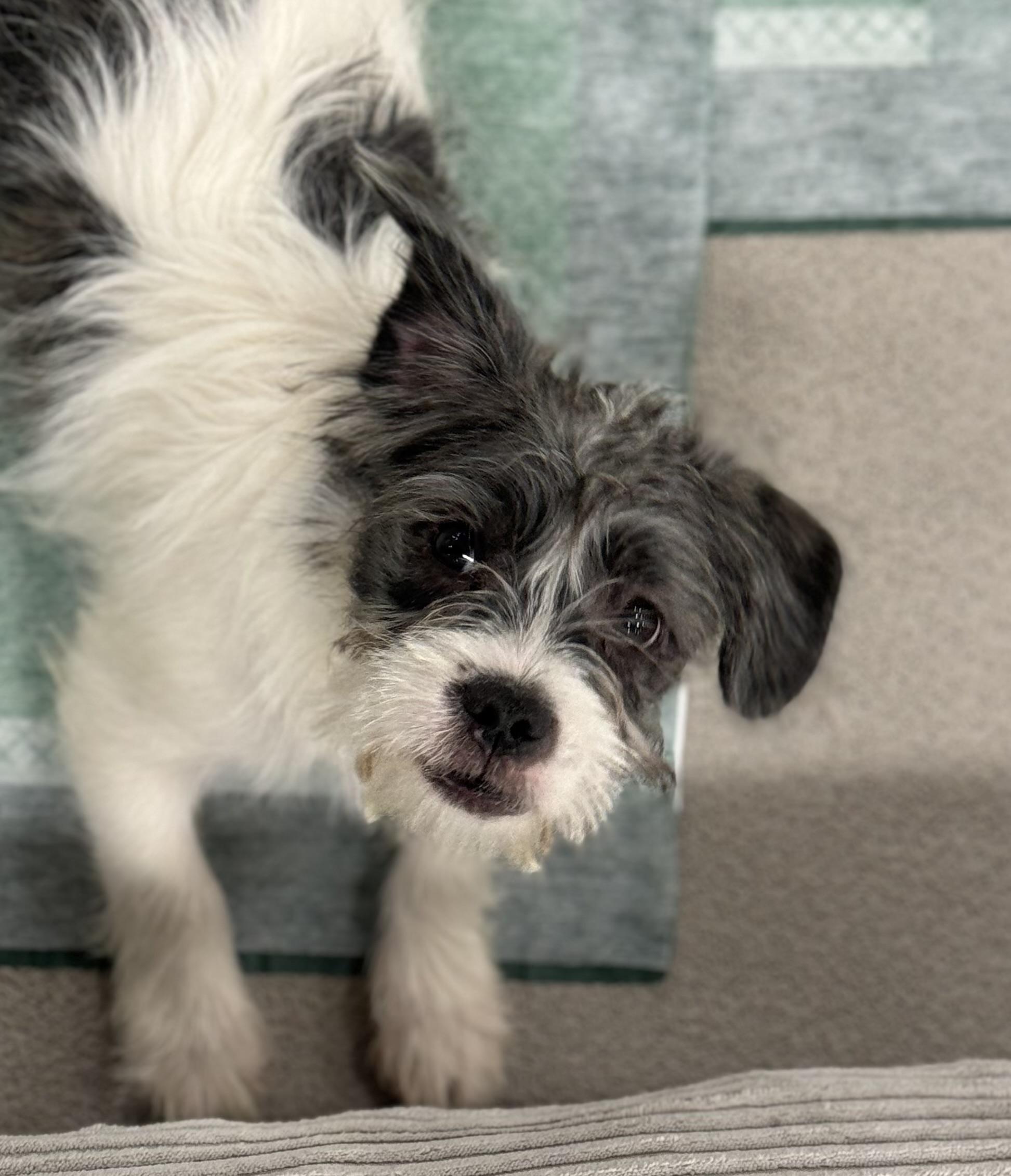 Gizmo, ADOPTABLE, Puppy Male French Bulldog & Yorkshire Terrier.