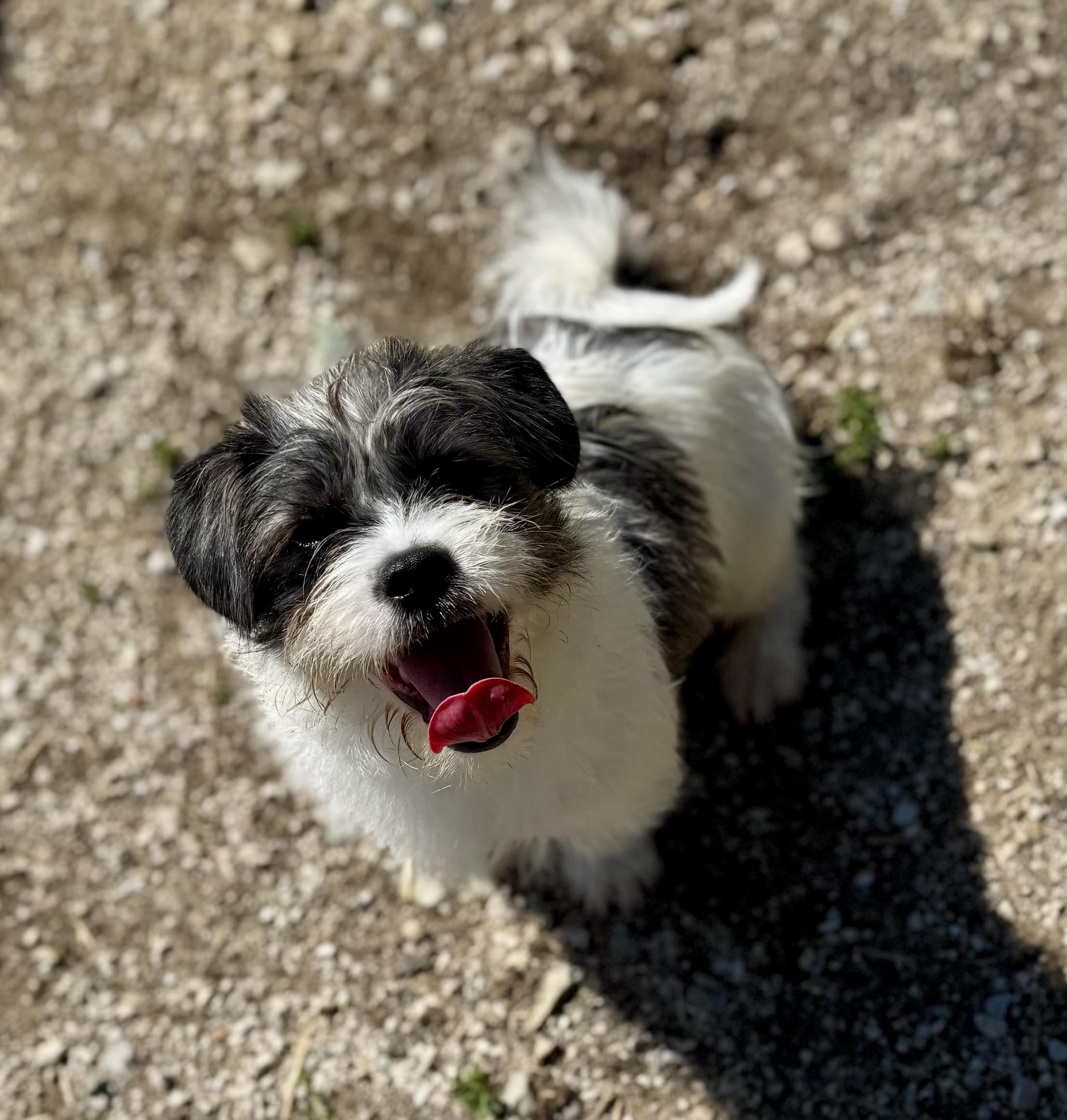 Enlarge Gizmo, a ADOPTABLE mixed breed in Washington, MO image 1/4