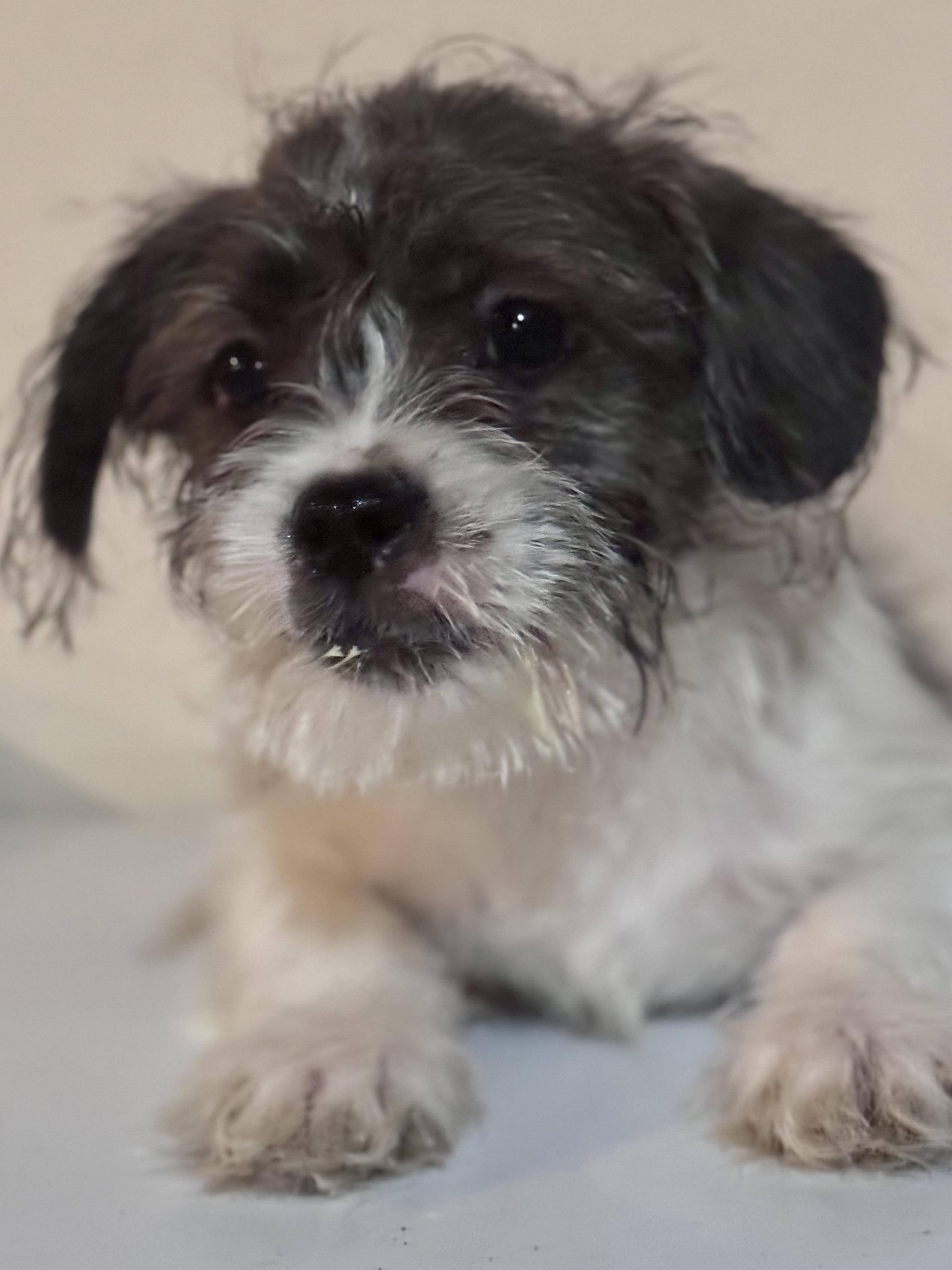 Enlarge Gizmo, a ADOPTABLE mixed breed in Washington, MO image 1/2