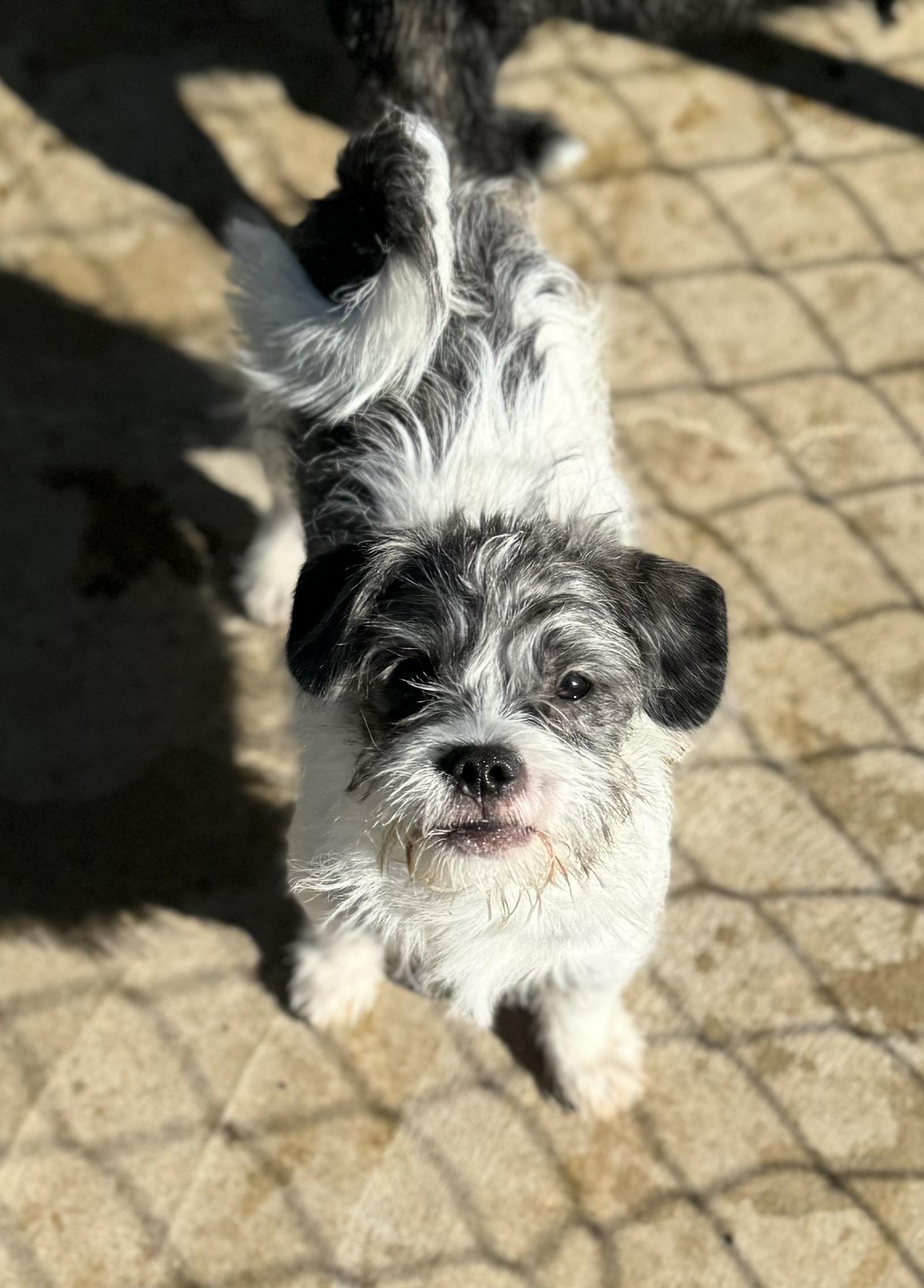 Enlarge Gizmo, a ADOPTABLE mixed breed in Washington, MO image 3/3