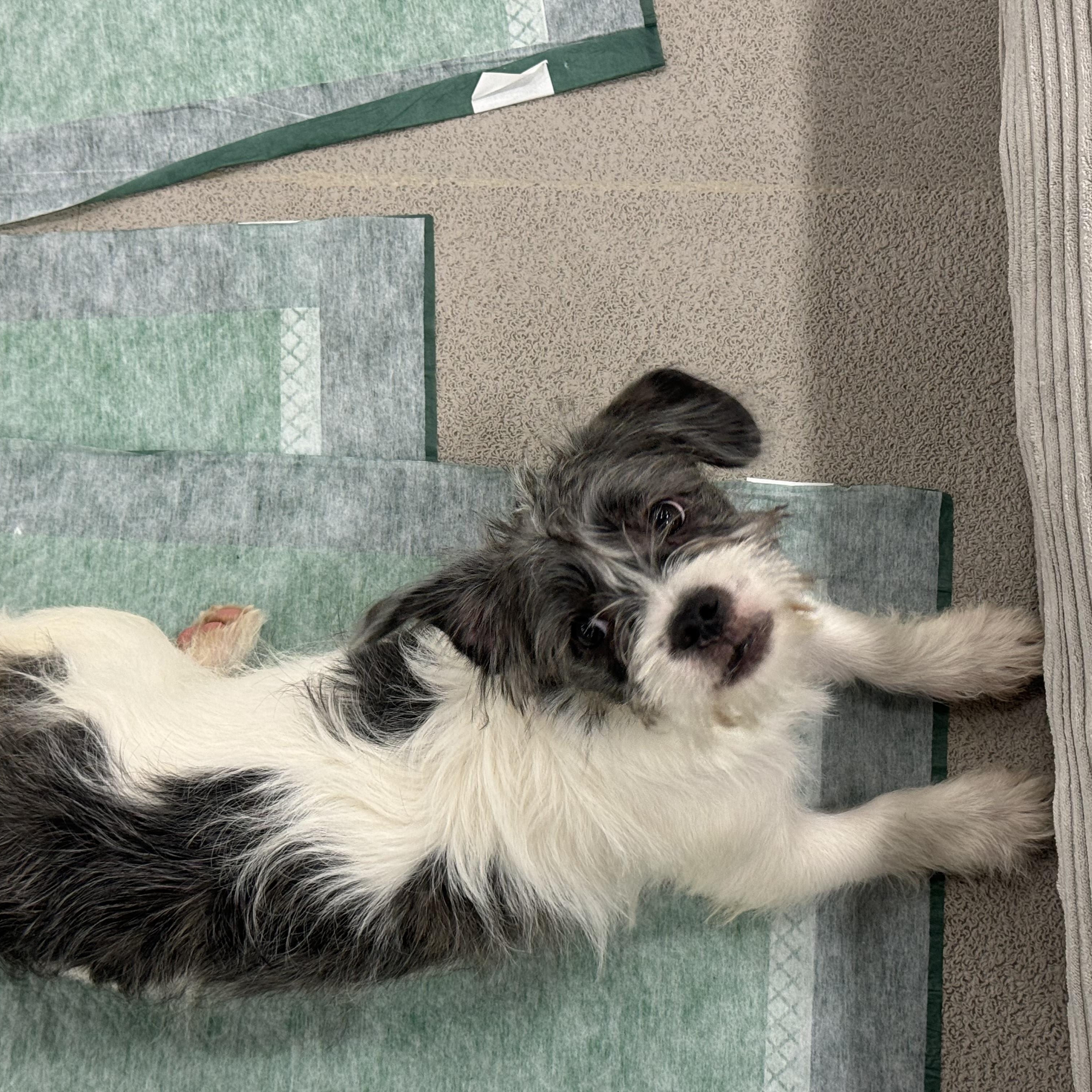 Enlarge Gizmo, a ADOPTABLE mixed breed in Washington, MO image 2/3