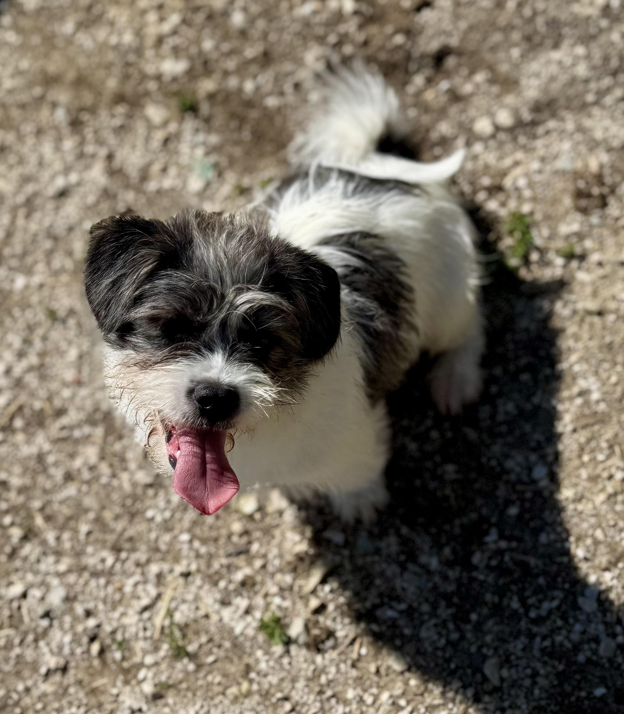 Enlarge Gizmo, a ADOPTABLE mixed breed in Washington, MO image 2/4