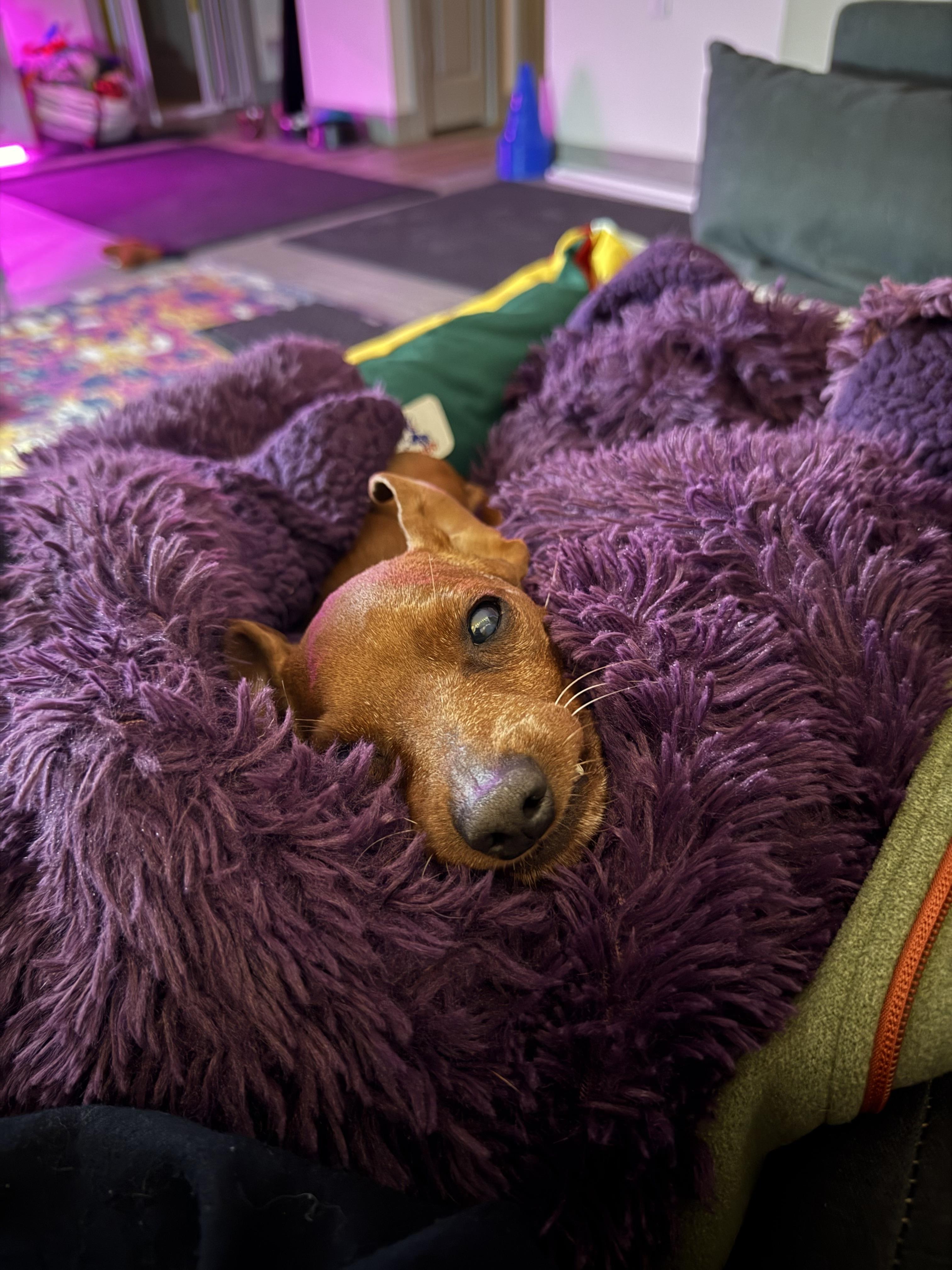 Enlarge Willie, an adopted Miniature Pinscher in Austin, TX image 4/6