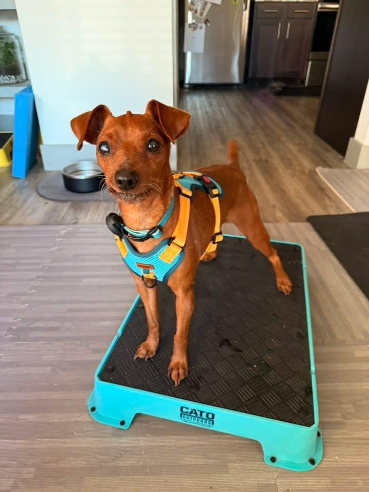 Enlarge Willie, an adopted Miniature Pinscher in Austin, TX image 3/6