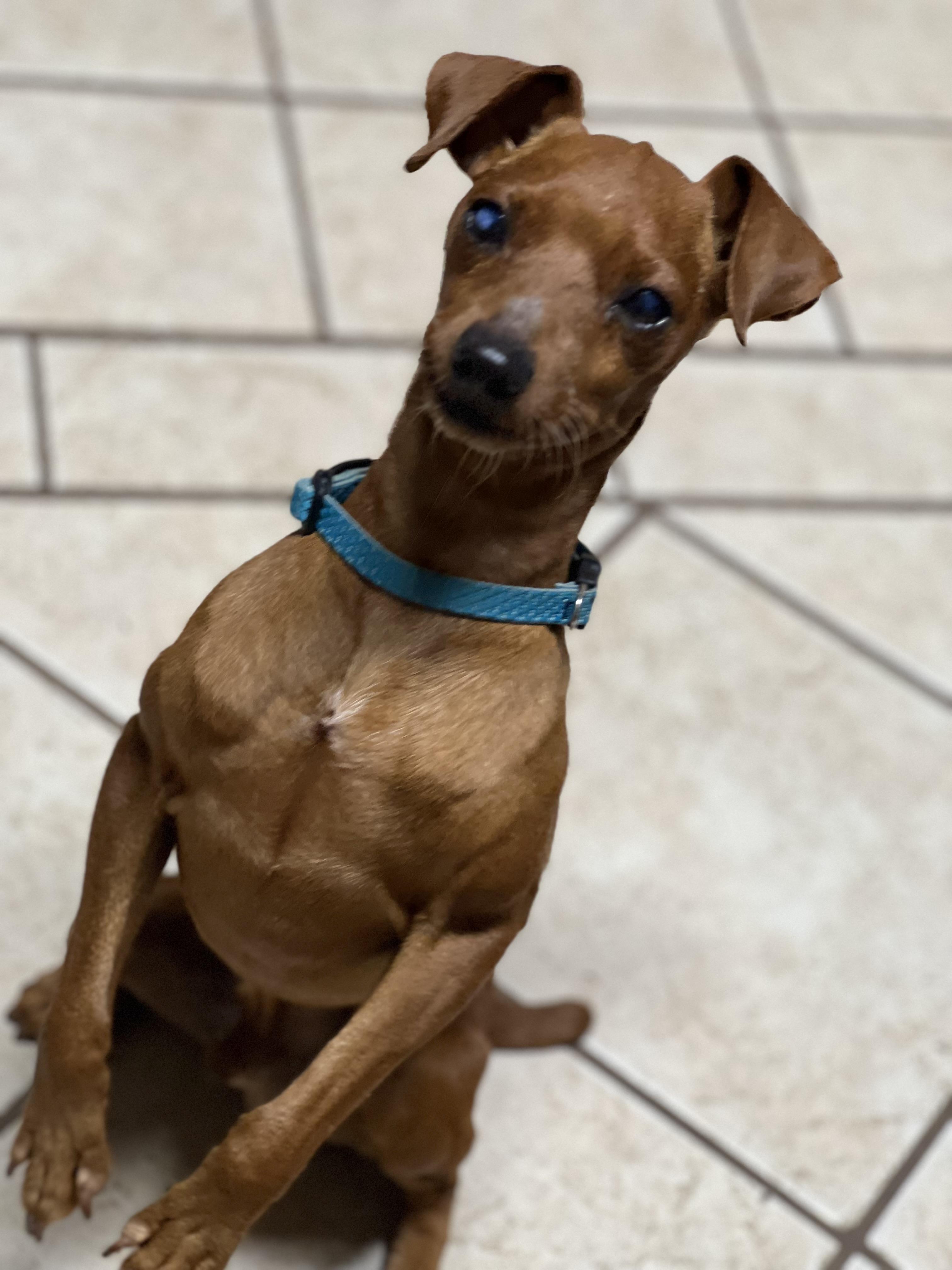 Enlarge Willie, a Adoptable mixed breed in Austin, TX image 3/6