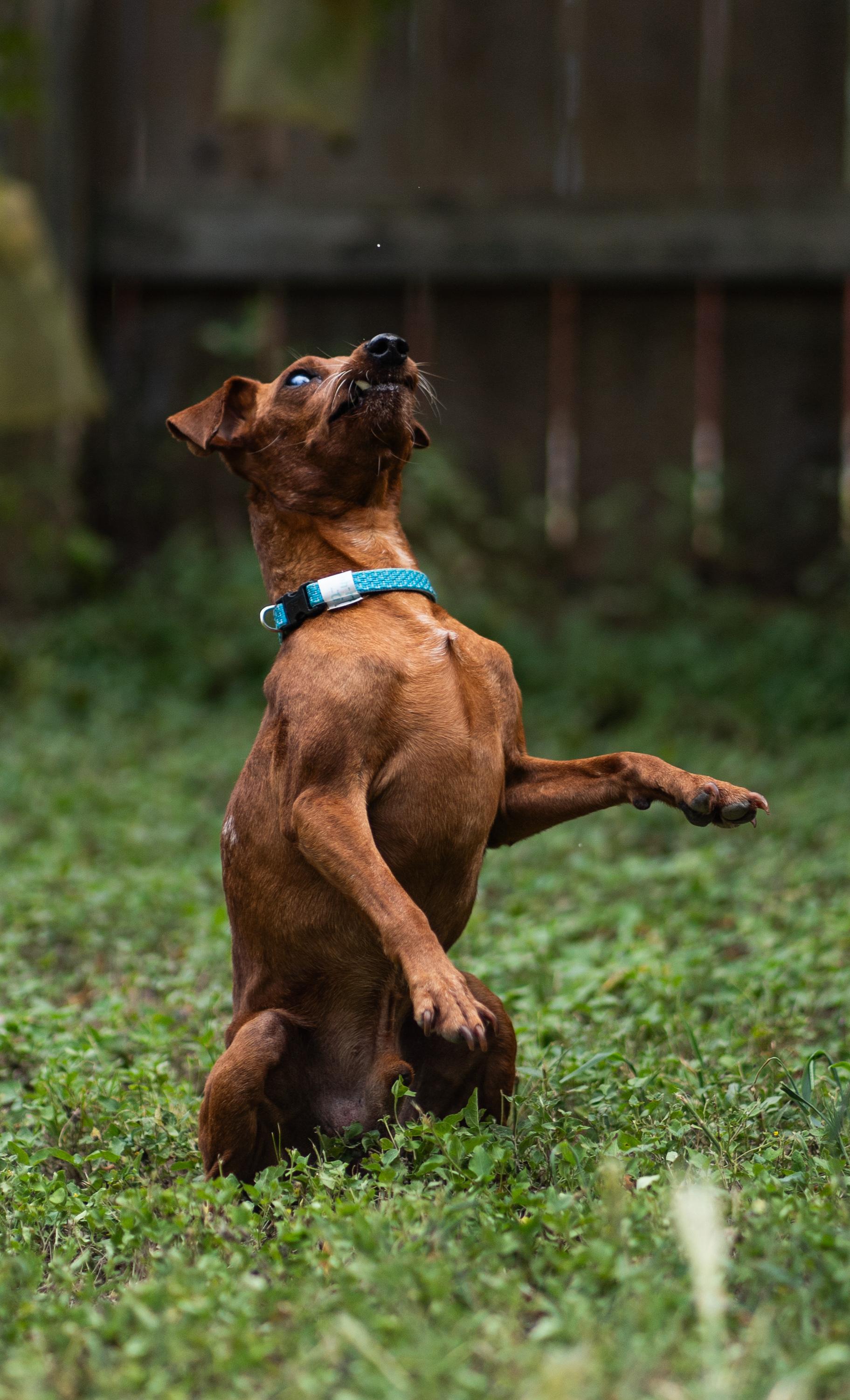Enlarge Willie, a Adoptable mixed breed in Austin, TX image 4/6