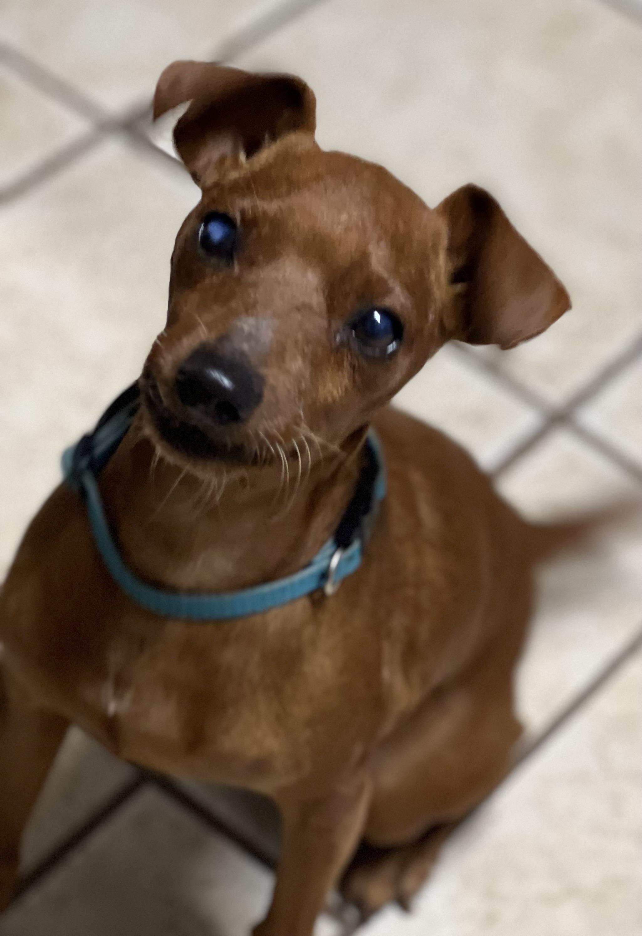Willie, Adoptable, Adult Male Miniature Pinscher.
