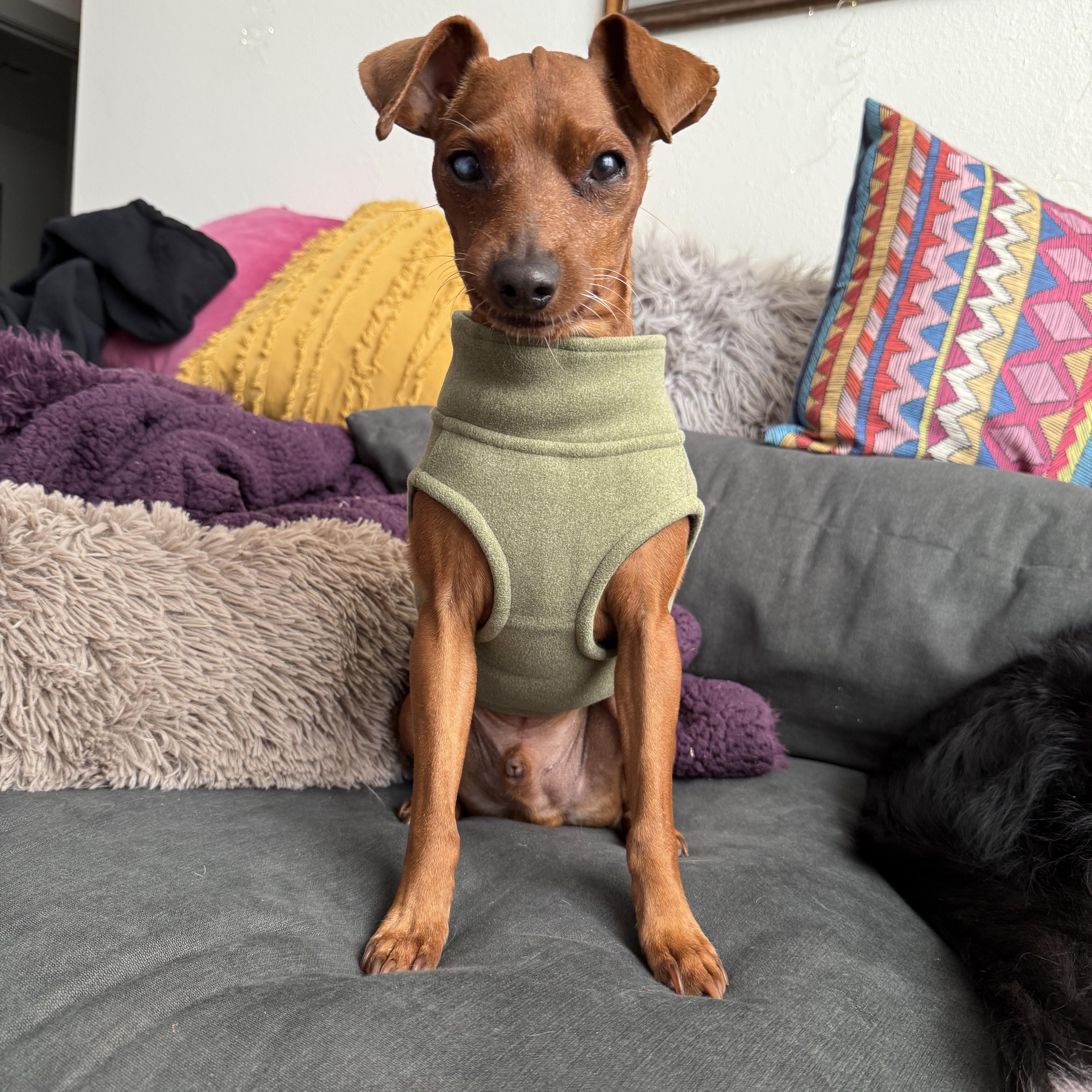 Enlarge Willie, an adopted Miniature Pinscher in Austin, TX image 1/6