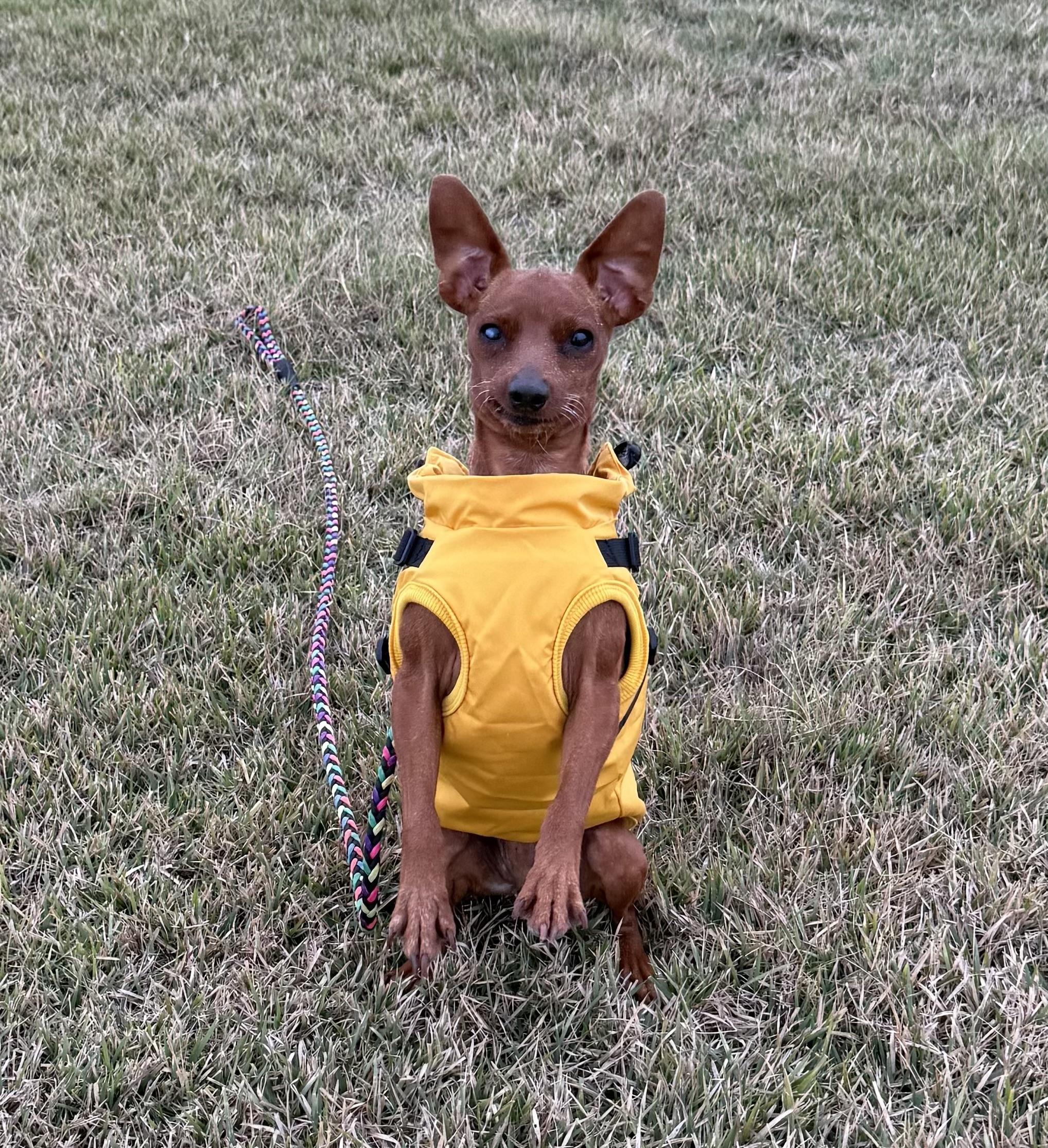 Enlarge Willie, an adopted Miniature Pinscher in Austin, TX image 5/6