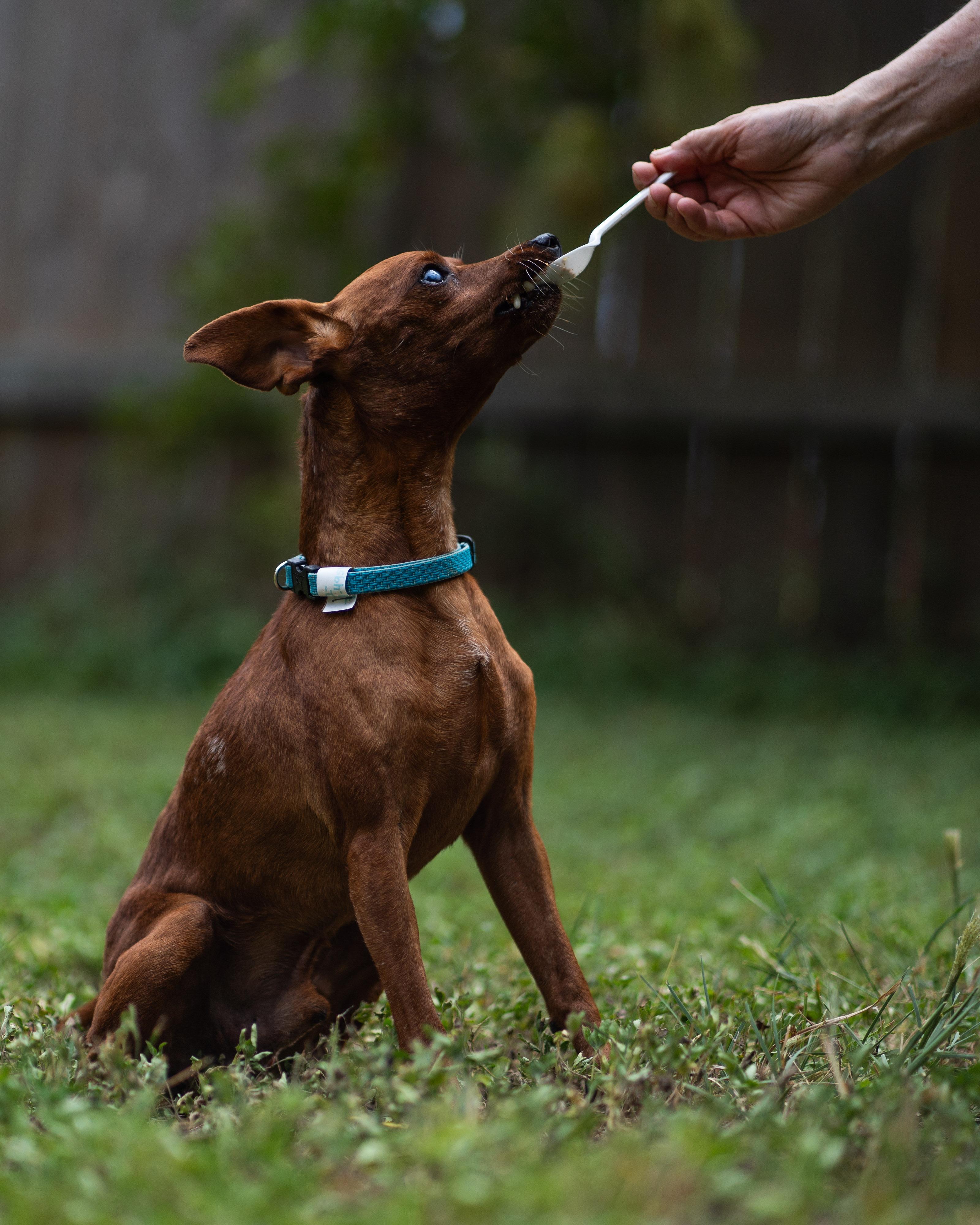 Enlarge Willie, a Adoptable mixed breed in Austin, TX image 5/6